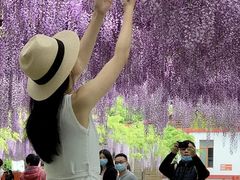 -嘉定紫藤园