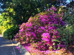 -墨尔本皇家植物园