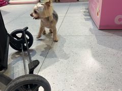-FAELING PETS美天灵宠物(富力广场店)