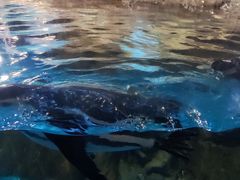 -海合安武汉极地海洋公园