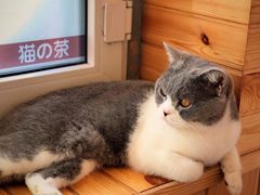 -猫的茶·猫咖