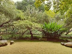 -金花茶公园
