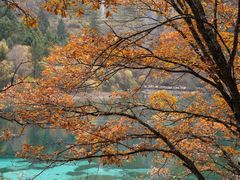 -九寨沟-树正沟