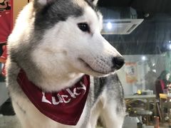 -Husky Go! 哈士奇体验馆·宠物咖啡厅狗咖