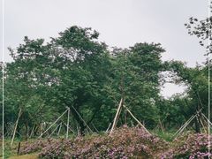 -天适樱花悠乐园