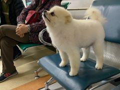 -北京观赏动物医院·24小时大型综合·猫专科·异宠专科