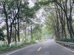 -铁山坪森林公园