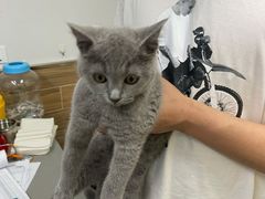 -爱侣宠医·鹦鹉专科·小型哺乳类·异宠专科(灵石路店)