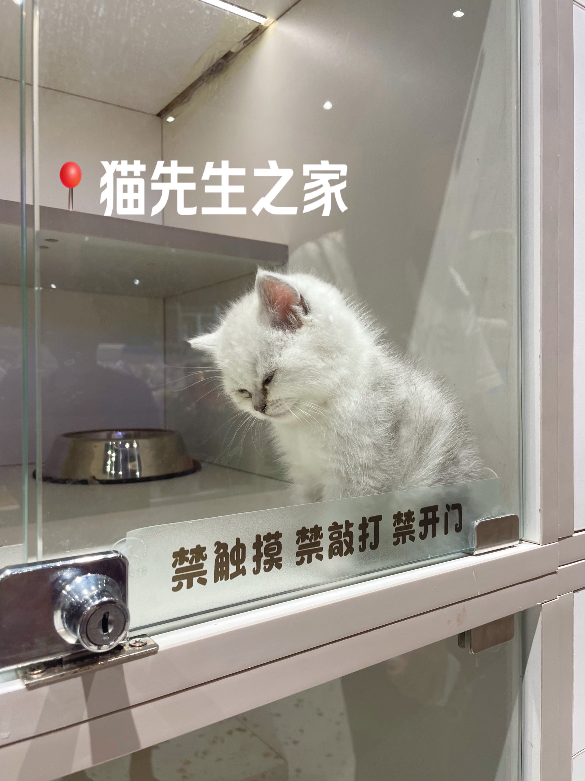 猫先生集锦图片