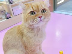 -爪爪喵星球·猫舍(前海卓越店)