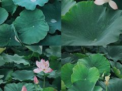 -梁鸿国家湿地公园