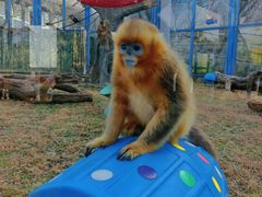 -大连森林动物园