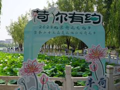 -莲花池公园