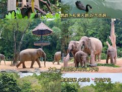 -广州长隆野生动物世界