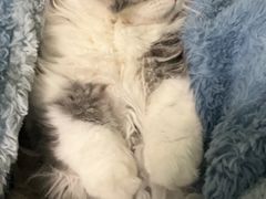 -momokira米努特·德文卷毛猫·棉花面纱犬