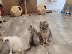 -楼上猫咖(罗湖店)