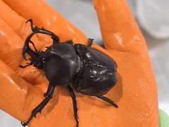 -上海昆虫博物馆