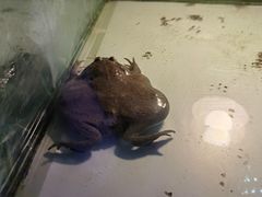-上海大自然野生昆虫馆(东方明珠·爬宠昆虫探索中心)