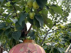 -梨木台悦来客农家院