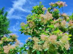 -大兴滨河森林公园