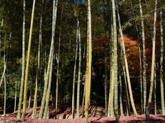 -西芳寺(苔寺)