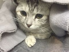 -芭比堂动物医院广州顽皮分院