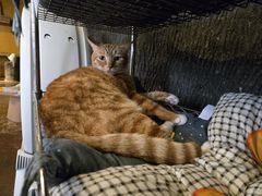 -猫猫幼稚园·撸猫·桌游·电玩