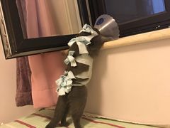 -纳吉亚猫专科动物医院博雅分院