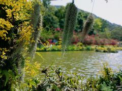 -深圳仙湖植物园