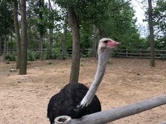 -大连森林动物园