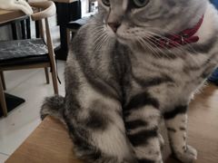 -平行世界·猫咖(首经贸店)