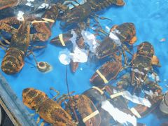 -不将就渔鲜码头(川沙店)