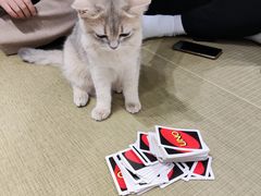 -逗柴咖啡屋·狗咖猫咖宠物桌游