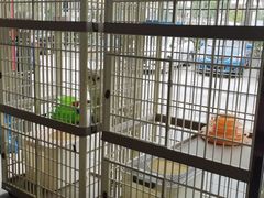-乐琪宠物医院·犬猫专科·骨外科·急重症