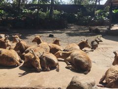 -海南热带野生动植物园