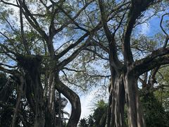 -瑞丽独树成林风景区