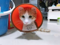 -乐派堂宠物医院·猫友好· 心脏科(东街店)