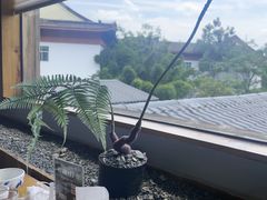 -宴武夷·匠心闽味(印象大红袍店)