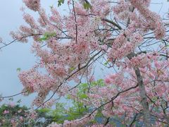 -白石龙音乐公园