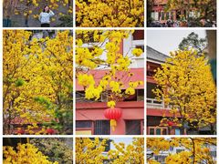 -光孝寺