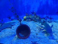 -太平洋海底世界