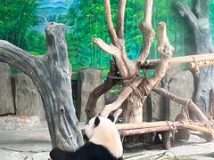 -灵玲国际马戏城
