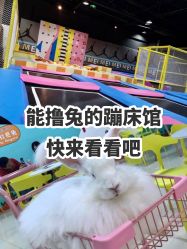 -萌兔星空蹦床撸兔馆