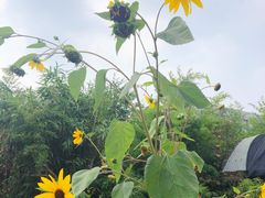 -小仙居·农家宴烤羊· 农庄
