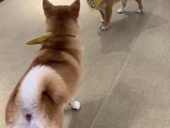-逗柴咖啡屋·狗咖猫咖宠物桌游