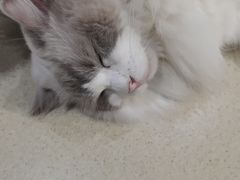 -藏猫猫咖啡主题馆(中央大道店)