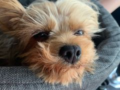 -北京恒爱动物医院(清景园分院)