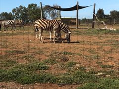 -威勒比开放式动物园