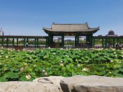 -莲花池公园