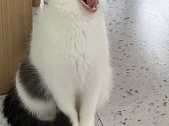 -喵园·猫主题咖啡厅·撸猫·猫咖(国贸店)